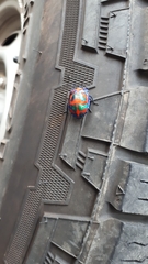 Tectocoris diophthalmus