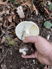 Amanita cokeri