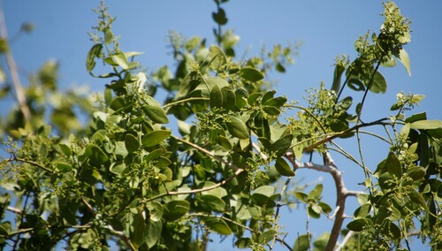 Salvadora persica image