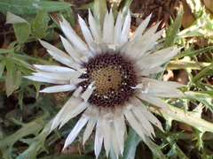 Carlina