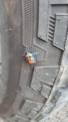 Tectocoris diophthalmus