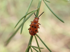 Crioceris duodecimpunctata
