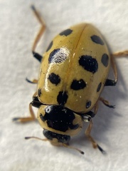 Hippodamia tredecimpunctata