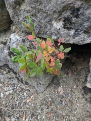 Pistacia atlantica mutica