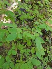 Vaccinium ovalifolium