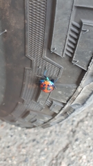 Tectocoris diophthalmus