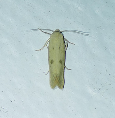 Frumenta nephelomicta