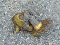 Xerocomellus dryophilus