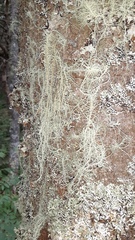 Usnea