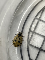 Hippodamia tredecimpunctata