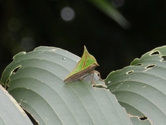 Umbonia spinosa