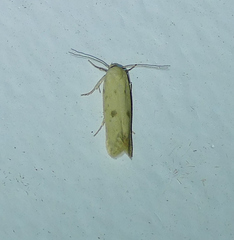 Frumenta nephelomicta