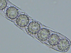 Ramsbottomia crechqueraultii