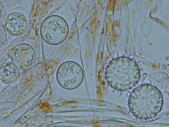 Ramsbottomia crechqueraultii