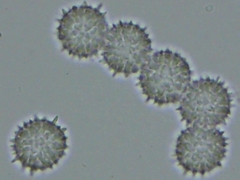 Ramsbottomia crechqueraultii