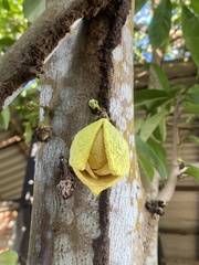 Annona