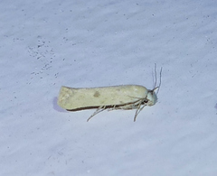 Frumenta nephelomicta