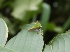 Umbonia spinosa