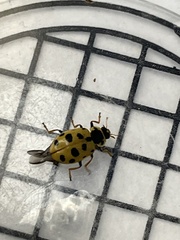 Hippodamia tredecimpunctata