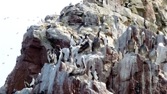 Leucocarbo bougainvillii