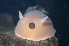 Diaulula sandiegensis