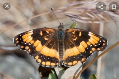 Chlosyne californica