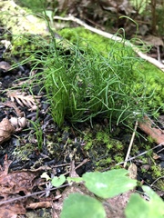 Equisetum scirpoides