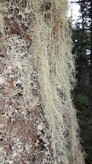 Usnea