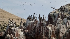 Leucocarbo bougainvillii