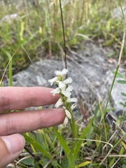 Spiranthes cernua