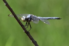 Libellula comanche