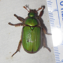Chrysina lecontei