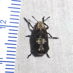 Euparius pictus