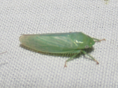 Gyponini