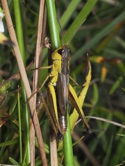Pseudochorthippus montanus
