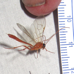 Ctenopelmatinae