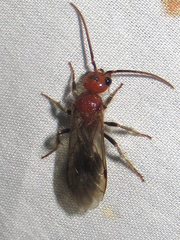 Sphaeropthalma