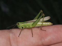 Mecostethus parapleurus