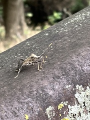 Acanthocephala terminalis