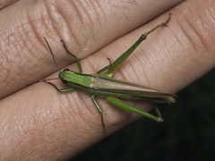 Mecostethus parapleurus