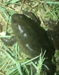 Xenopus laevis