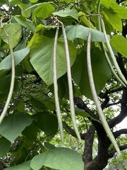 Catalpa speciosa