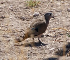 Turtur chalcospilos