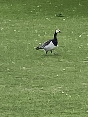 Branta leucopsis