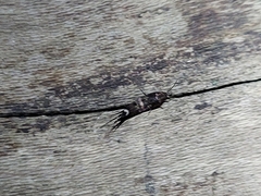 Archaeognatha