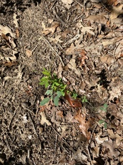 Lespedeza stuevei
