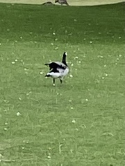 Branta leucopsis