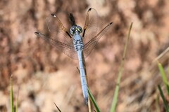 Hemistigma albipunctum
