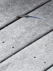 Plestiodon fasciatus