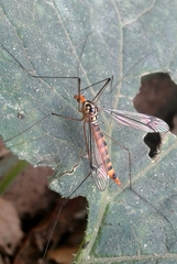 Nephrotoma flavipalpis
